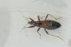 Himacerus mirmicoides